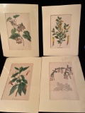 (4) Floral prints from Paxton's Magazine of Botany, over 140 years old.