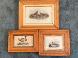 (3) Watercolor prints (Partridges by Bunney & Gold of London 1801, Teal).