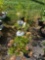 Grandiflora hydrangeas