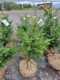 (4) Fraiser Fir