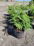 (4) Canadian hemlock