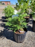 (4) Canadian hemlock