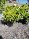 (4) saybrook junipers