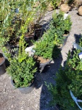 (4) Boxwood