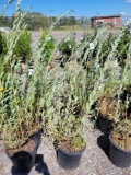 (4) Variegated dappled willow