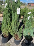 Junipers