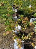 Grandiflora hydrangeas