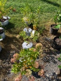 Grandiflora hydrangeas