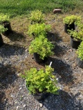 Gold Mound Spirea