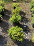 Gold Mound Spirea