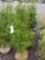 Green giant arborvitae, 4-5ft, bid x 4