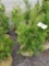 Green giant arborvitae, 4-5ft, bid x 4