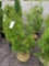 Green giant arborvitae, 4-5ft, bid x 4