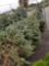 Blue spruce trees, 6-8ft, bid x 4