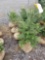 Frasier fir trees, bid x 4