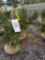 Norway spruce trees, 2-3 ft, bid x 4