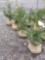 Norway spruce trees, 2-3 ft, bid x 4