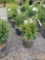 Boxwood, bid x 4