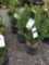 Boxwood, bid x 4