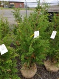 Green giant arborvitae, 4-5ft, bid x 4