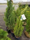 Blue point junipers, bid x 3