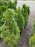 Emerald green arborvitae, 4-5ft, bid x 4