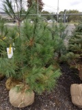 White pine trees, 4-5ft, bid x 4