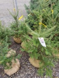 Frasier fir trees, bid x 4