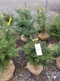 Frasier fir trees, bid x 4