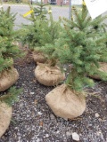 Blue spruce trees, 2 ft, bid x 4