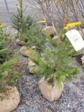 Norway spruce trees, 2-3 ft, bid x 4