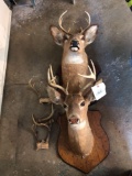 Whitetail Mounts and Skull Plates