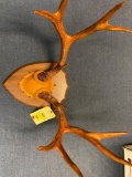 Mounted antlers