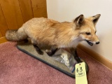 Fox mount with skull