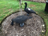 Yard geese