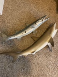 Barracuda taxidermy and shark taxidermy