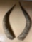 pair of interesting horns, 21in long