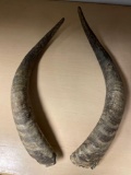 pair of interesting horns, 21in long