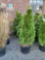 (4) Emerald green arborvitae approximately 45-55in.