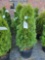 (4) Emerald green arborvitae approximately 45-55in.