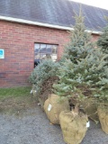 (5) Balled Blue Spruce approximately 9ft. from ground