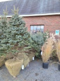 (5) Balled Blue Spruce approximately 9ft. from ground