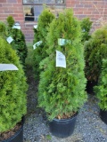 (4) Emerald green arborvitae approximately 45-55in.