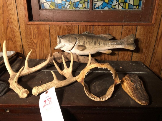 Deer antlers, bass mount, shark jaw, alligator head