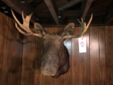 Moose mount