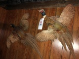 (2) pheasant mounts