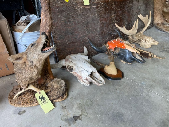 Coyote Mount, Buffalo skulls, Antler mounts, bells, horns, skulls