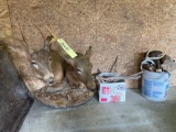 Buck and Doe Deer mount, petrified wood, antlers, animal skulls, deer skin