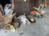 Coyote Mount, Buffalo skulls, Antler mounts, bells, horns, skulls