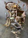 Skull mounts, coyote skin hat, animal pelts, horns, steins, knife, misc.